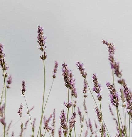 Lavender